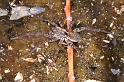 Dolomedes_ZZ321_D3592_Z_93_Mt Augustus_Australie